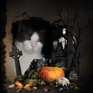 Meet your Posher, Dawn